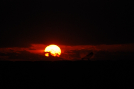 DSC 0252