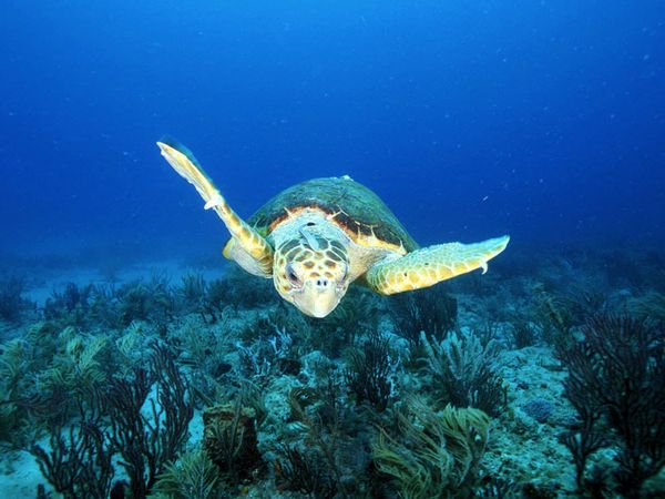 loggerhead-sea-turtle_11263_600x450 loggerhead-sea-turtle_11263_600x450